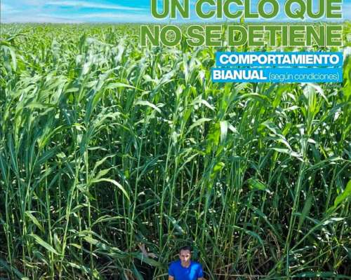 Sorgos Graniferos, Doble Propósito y Forrajeros