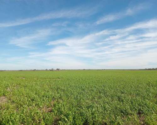 520 Ha Agrícolas en Venta Norte de Córdoba