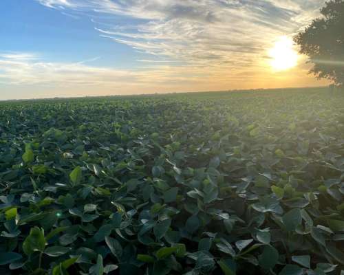 Vendo Campo en Frentones Chaco