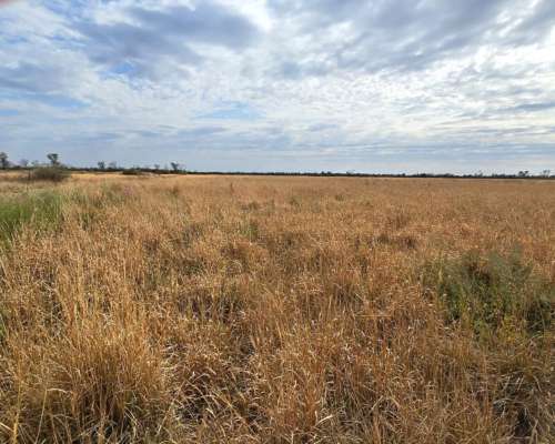 Vendo 5000 Ha Mixtas en las Delicias
