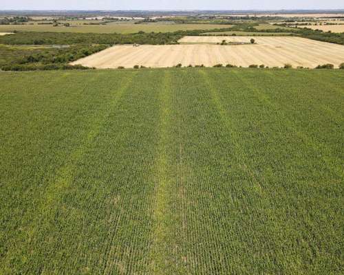 40 Hectáreas Agrícolas en Rosario del Tala, Excelente Tierra
