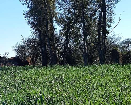 105 Hectáreas Ganadera en Colonia la Nueva