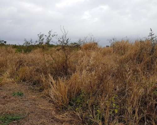 Nueva Esperanza, Pellegrini, Santiago del Estero - 700 Ha