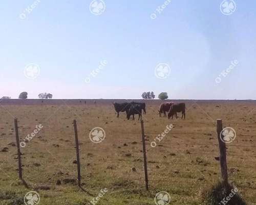Campo en Venta 460 Has en Rauch