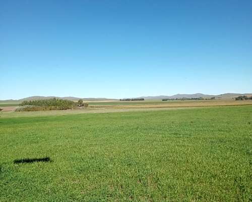 Vendo 70 Has Agrícolas Cnel Pringles