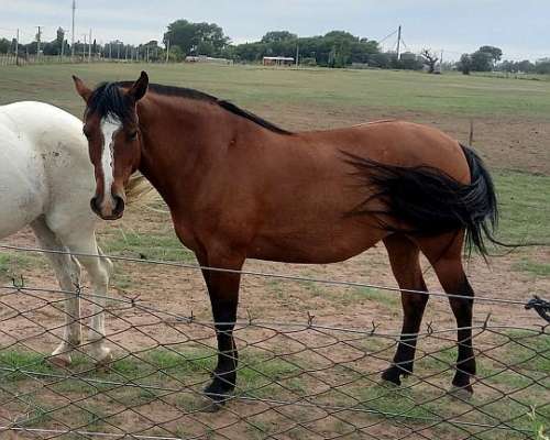 Yegua Criolla. Inscripta en Sociedad Rural Argentina