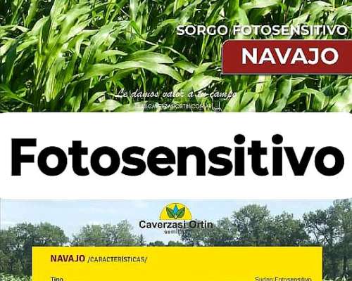 Sorgos Graniferos, Doble Propósito y Forrajeros