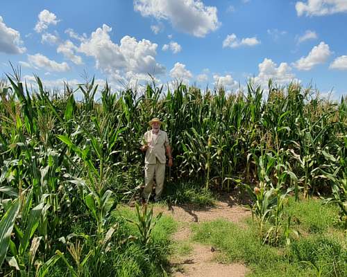 🌾 Campo Mixto en Venta/alquiler – 450 Has en Laboulaye