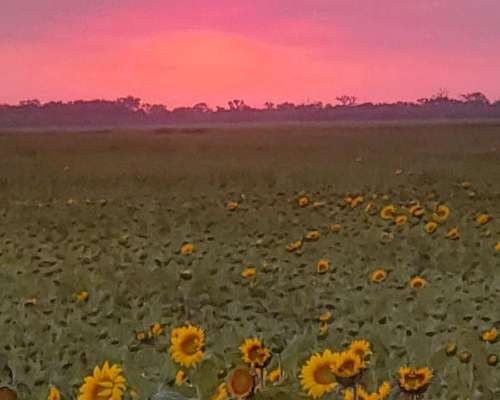 Venta 15.000 Has S/ruta Pcial. Vera Norte de STA FE Ganadero