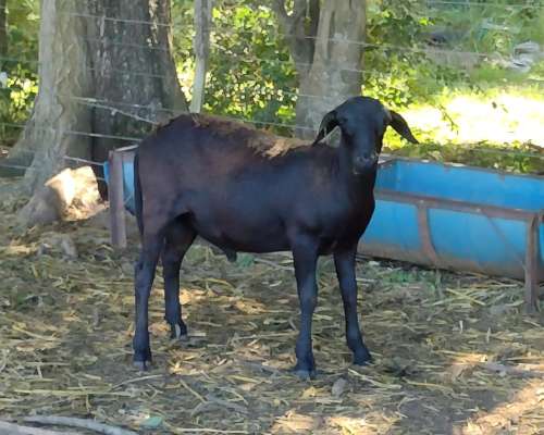 Carneros y Borregos Santa Ines PC