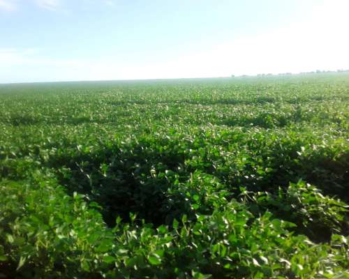 Campo Mixto 286 Hectareas
