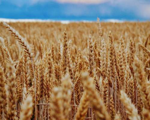 Campo en Venta en Balcarce - 1950 Ha