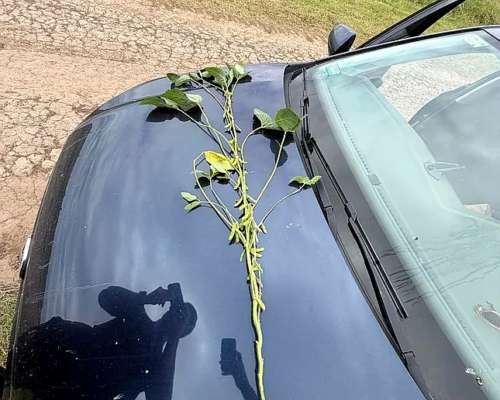 Campo Arequito. 89 Has