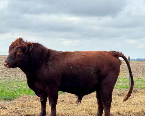 Vendo o Cambio Toros