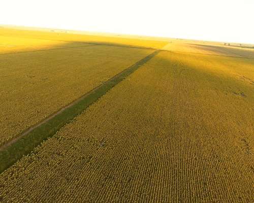 Campo en el Fortin, Córdoba 115 Has en Venta
