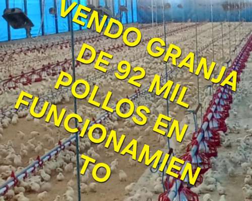 Vendo Granja de Pollos. 92.000 de Capacidad. Automatico
