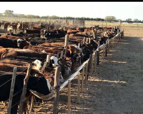 Campo Mixto, 5000 + 2777 Ha Garza, SGO del Estero