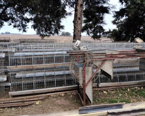 Jaulas para Gallinas Ponedoras
