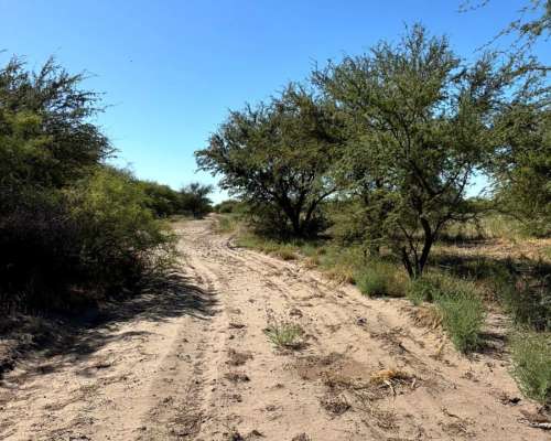 4855 HS. Ganaderas en Algarrobo (BS As).