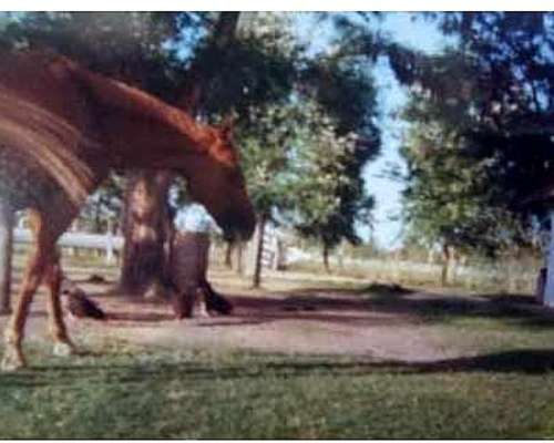 Busco Trabajo de Peón Casero