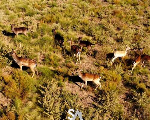 Vende: Espectacular Coto de Caza en la Pampa