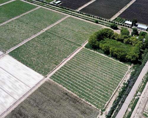 100 Ha los Alamos Beltran 3 Pozos