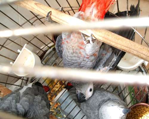 Guacamayos Azules y Dorados y Loros Grises Africanos