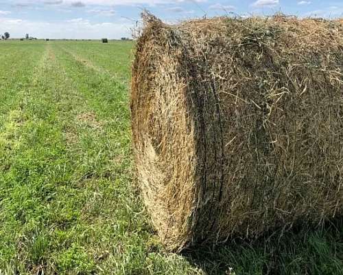 Rollos de Alfalfa 2026