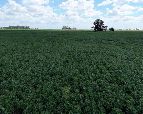 300 Hectáreas Pehuajo, BS. AS.