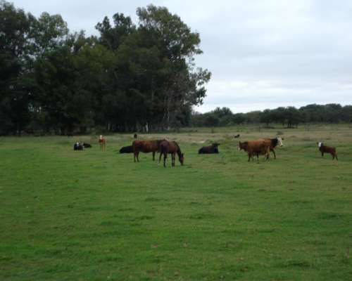 Campo en Alquiler en Suardi, Prov. Santa FE
