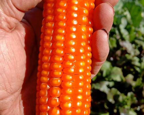 Semillero en Crecimiento Maíz Originalal