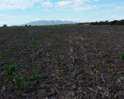 San Luis Naschel 200 Has 100 % Agrícolas