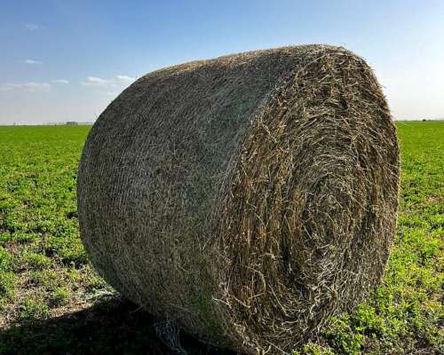 Rollos de Alfa. Villa Maria/ausonia