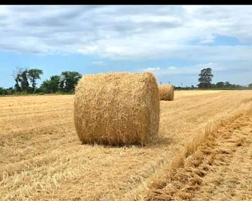 Atención Vendo Rollos de Chala de Trigo