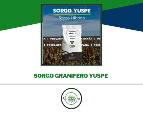 Semilla de Sorgo Granifero Yuspe