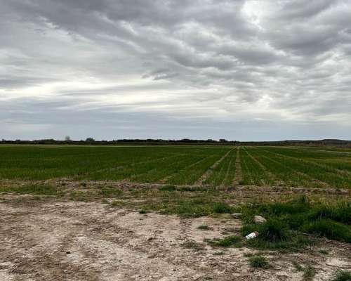 Campo con Riego en Cubanea Rio Negro