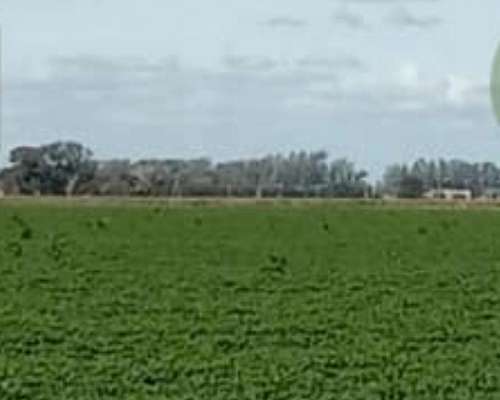 Campo Agricola en Bell Ville