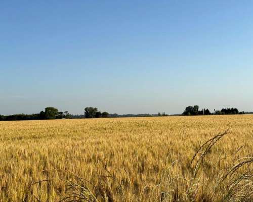 🌾 Campo de 10 Hectáreas en Venta – Suipacha, Buenos Aires