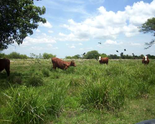 Arrandamiento de 1500 Has con Buenas Mejoras