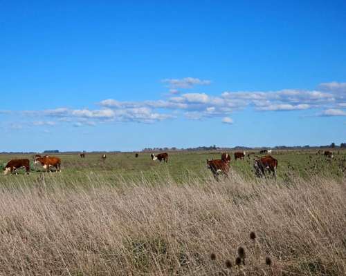Campo Mixto Cachari 300 Ha
