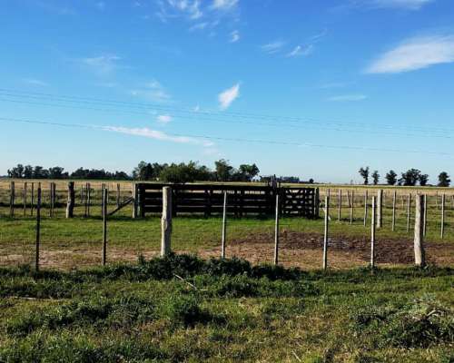 Loma Verde - 83 Ha - Buenos Aires