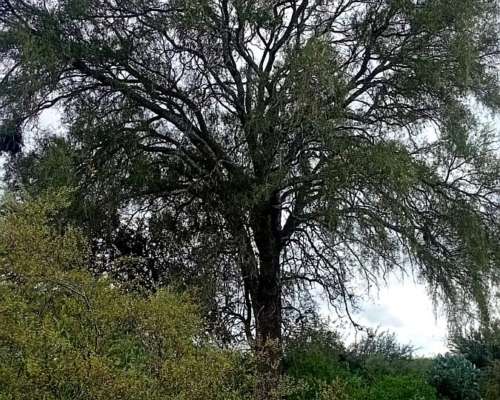 Vendo Campo de 500 Hs en Santiago del Estero