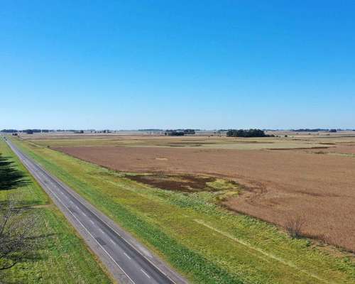 Campo Mixto 207 HA, las Flores (bs. As.)