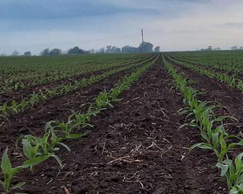Servicio de Triturado de Rastrojos,siembra y Roturacion