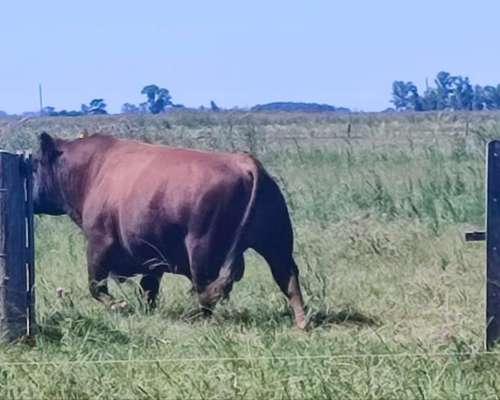 Vendo Toro Puro Aberdeen Angus Colorado