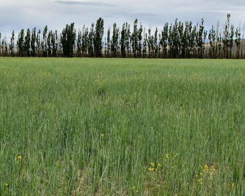 Malargue, Mendonza - 200 Ha