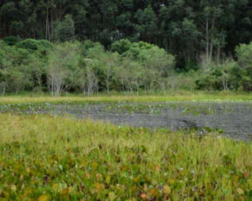 520 Hectareas en Corrientes