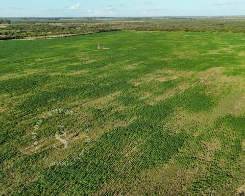 Venta Campo Agrícola. SA Pereyra, Santa FE. 115 HA.