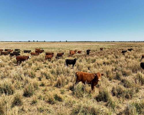 Pcia. de Formosa - Estanislao del Campo 5039 Has