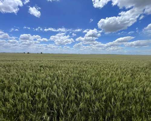 Totoras, Iriondo, Santa FE - 160 Ha